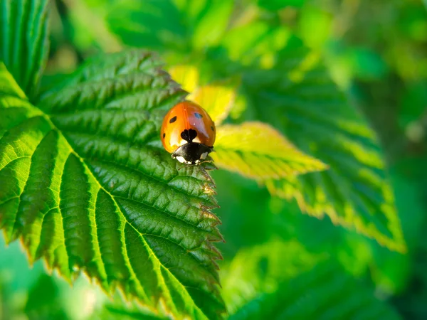 Yeşil yaprak üzerinde sürünerek uğur böceği — Stok fotoğraf