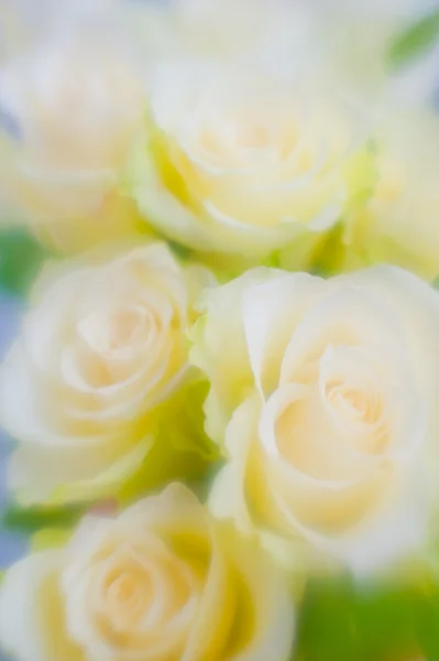 Rosa fresca foco suave — Fotografia de Stock