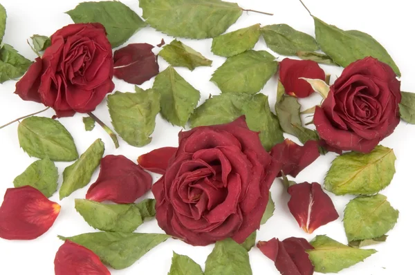 Czerwone płatki róż, pąki i liście zielone — Zdjęcie stockowe