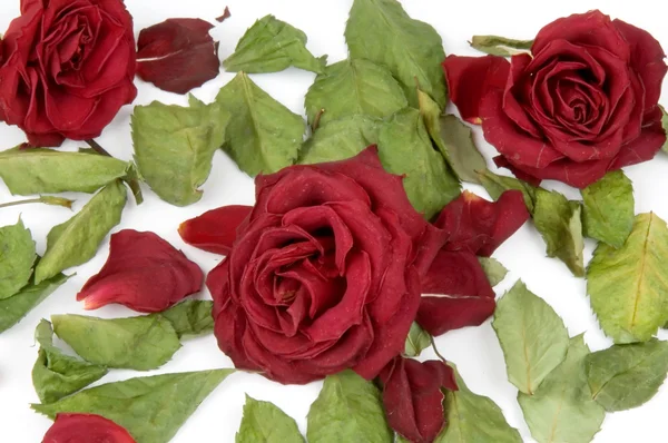 Czerwone płatki róż, pąki i liście zielone — Zdjęcie stockowe