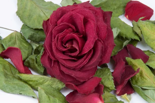 Pétalas de rosas vermelhas, botões e folhas verdes — Fotografia de Stock