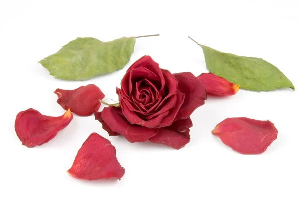 Röda rosenblad — Stockfoto