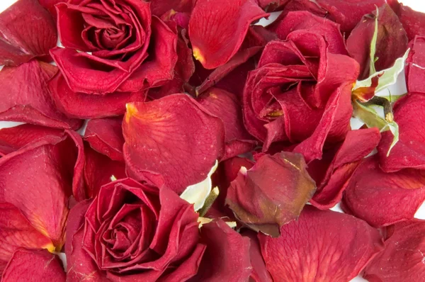 Capullos y pétalos de rosa roja dispersos — Foto de Stock