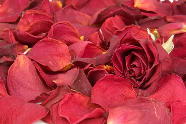 Capullos y pétalos de rosa roja dispersos — Foto de Stock