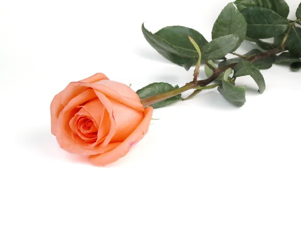Τριαντάφυλλο σε λευκό φόντο — Φωτογραφία Αρχείου