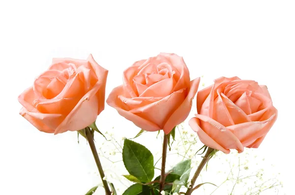 Três rosas — Fotografia de Stock