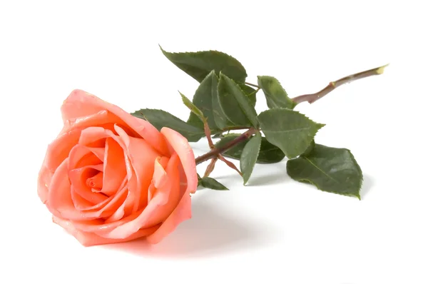 One rose — Stock Photo, Image