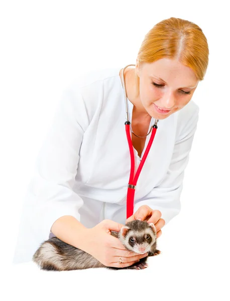 Un jeune vétérinaire examine un furet patient — Photo