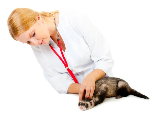 Jonge dierenarts onderzoekt een patiënt ferret — Stockfoto
