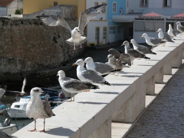 Peniche