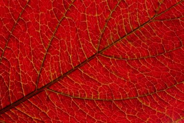 Leaf veins clipart