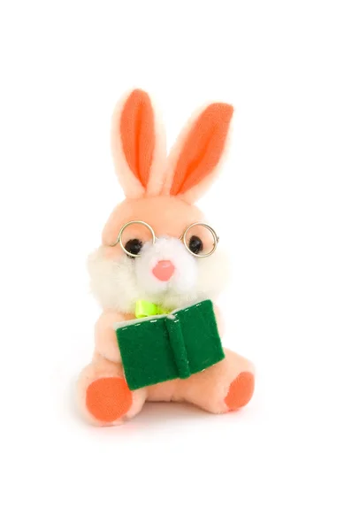 Kanin med bok — Stockfoto