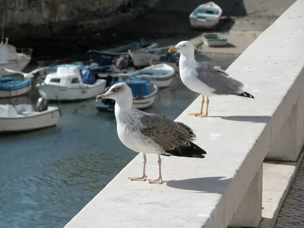 stock image Peniche