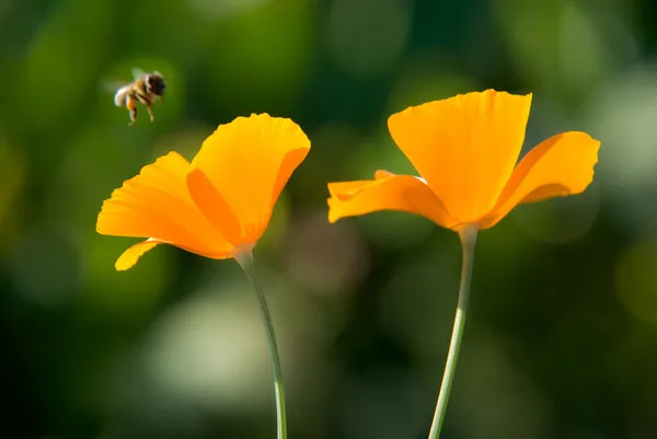 Orange flowers and flying bee — Stock Photo, Image