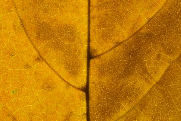 Leaf — Stock Photo, Image