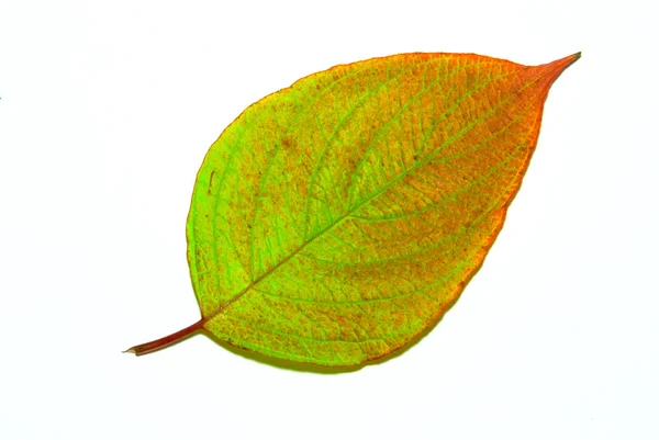 Motley fallen leaf — Stock Photo, Image
