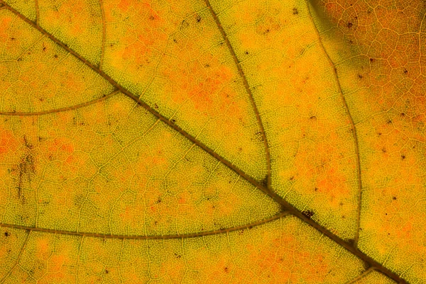 Venas de hojas —  Fotos de Stock