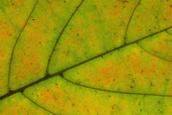 Żyły liści — Zdjęcie stockowe