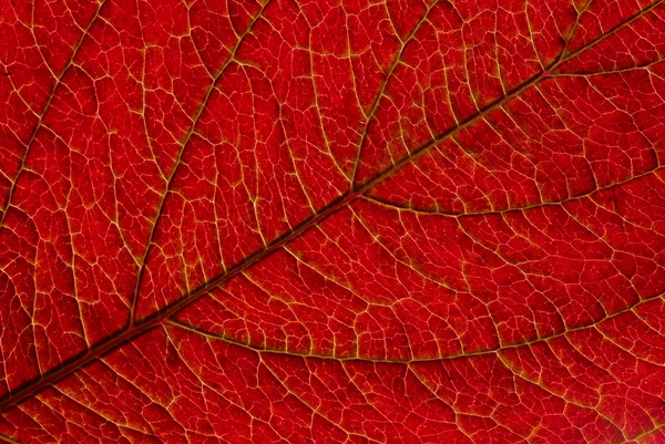 Leaf veins — Stock Photo, Image