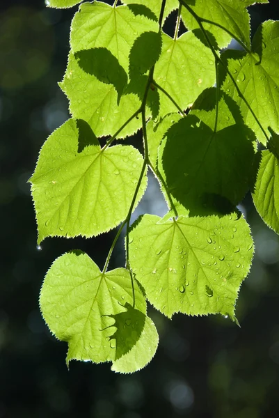 비 후 잎 — 스톡 사진