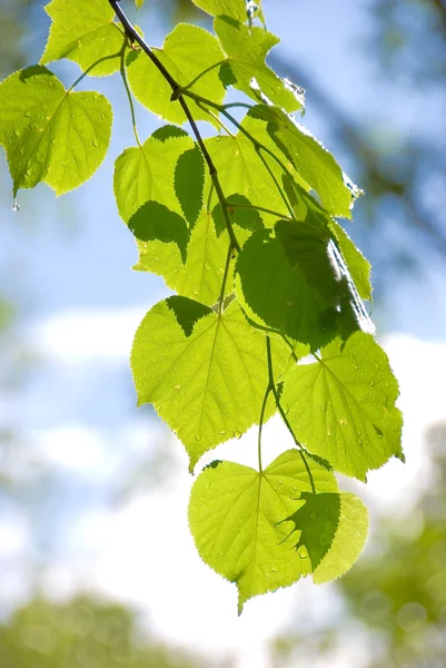 비 후 잎 — 스톡 사진