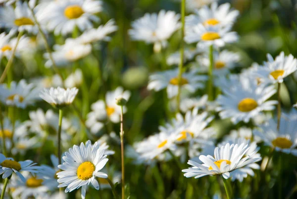 stock image Camomiles