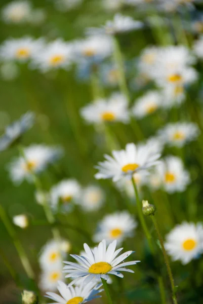 stock image Camomiles