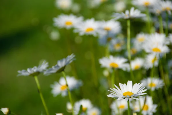 stock image Camomiles