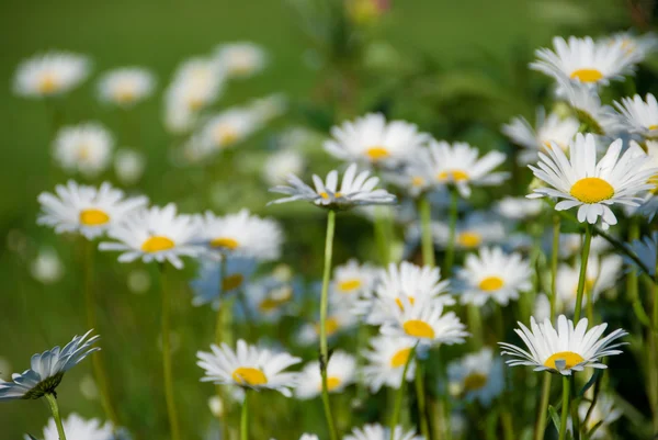 stock image Camomiles