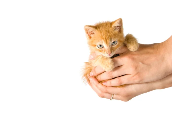 Gattino in una mano — Foto Stock