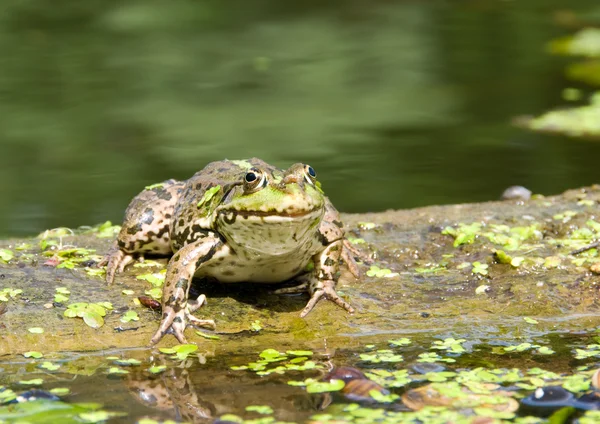 Kurbağa — Stok fotoğraf