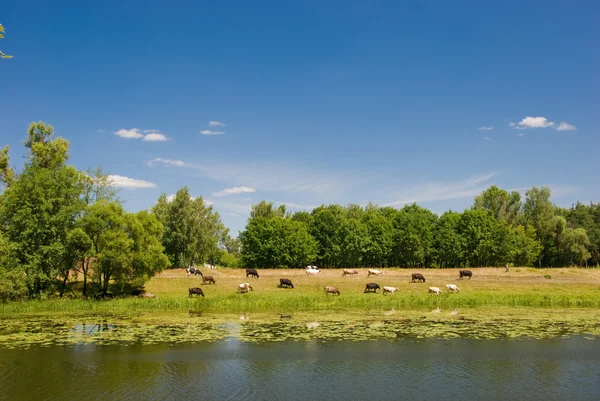 Cows grazed — Stock Photo, Image