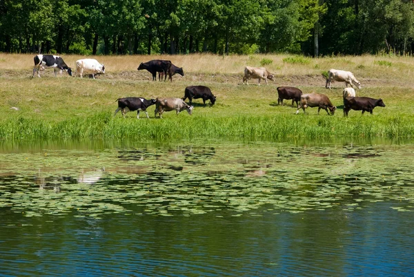 牛が放牧 — ストック写真
