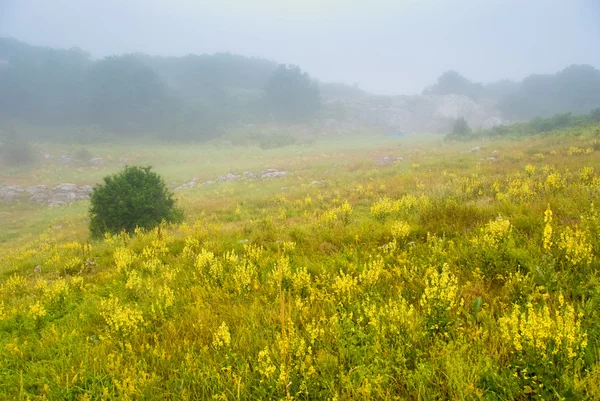 Misty morning — Stock Photo, Image