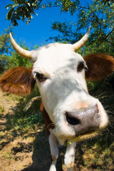 Funny cow — Stock Photo, Image