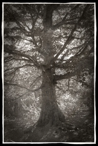 Старое гранжевое дерево — стоковое фото