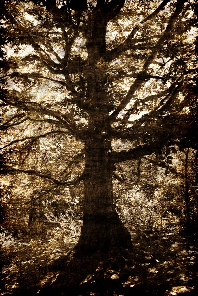 Vieil arbre — Photo