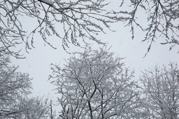 stock image Snow and Trees