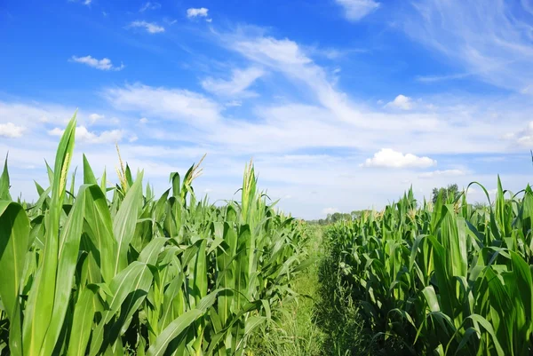 stock image Corn Field