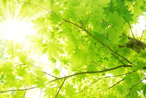 Hojas de arce verde con rayos de sol — Foto de Stock
