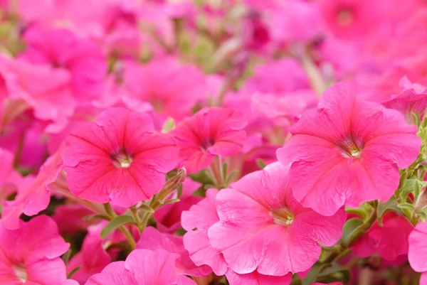 stock image Petunias