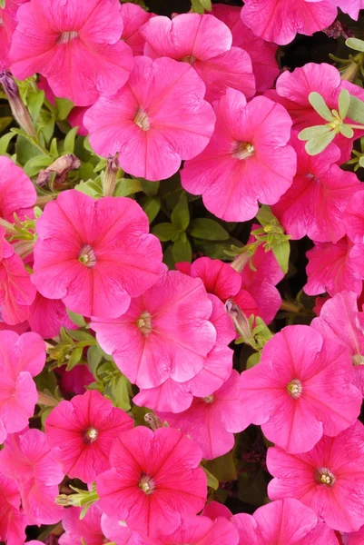 Stock image Petunias