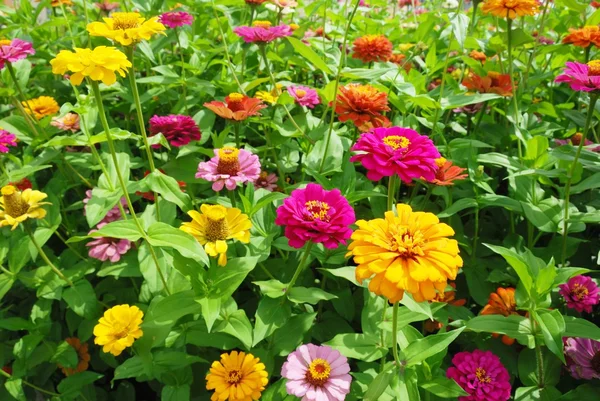 stock image Colored gerberas flowers