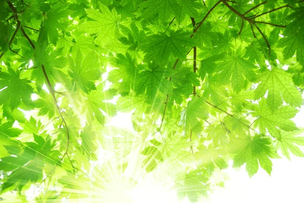 Сонячні промені і зелене листя — стокове фото