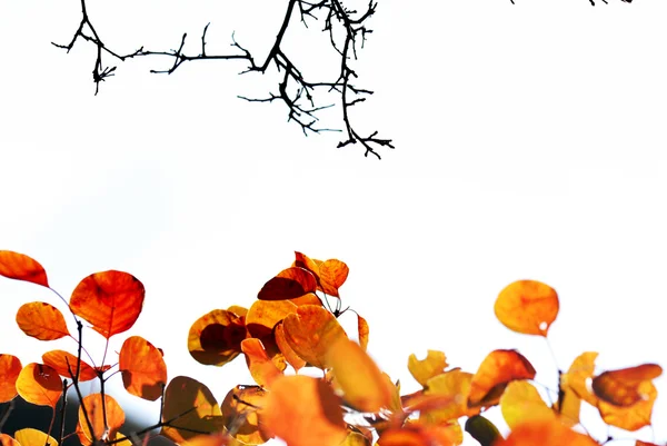Autumn leaves, shallow focus — Stock Photo, Image