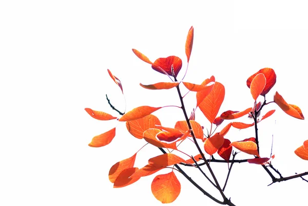 秋の紅葉、浅いフォーカス ストック画像