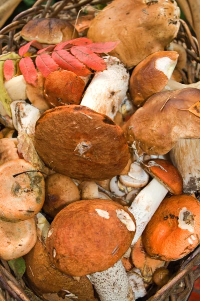 stock image Mushrooms