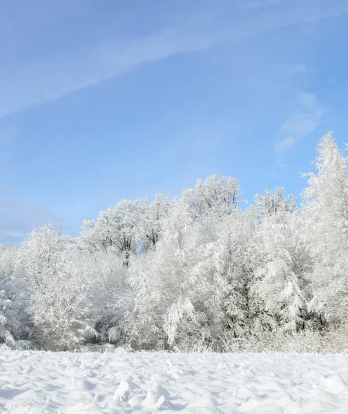 하얀 겨울 풍경 — 스톡 사진