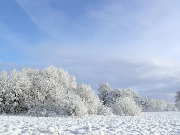Blanco invierno — Foto de Stock