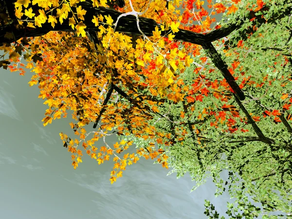 Autumn drzewa — Zdjęcie stockowe